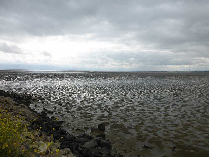 View of San Francisco Bay at Low Tide from Cooley Landing