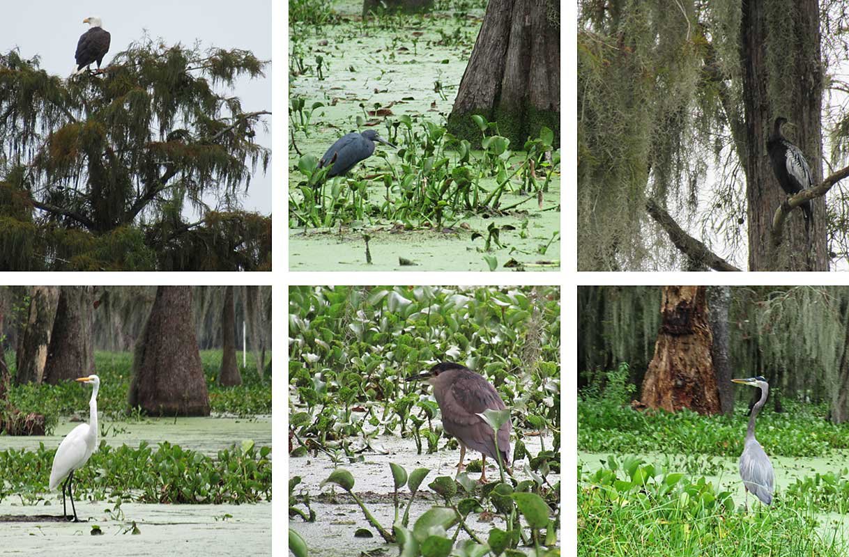 Birds in Lake Martin, Louisiana