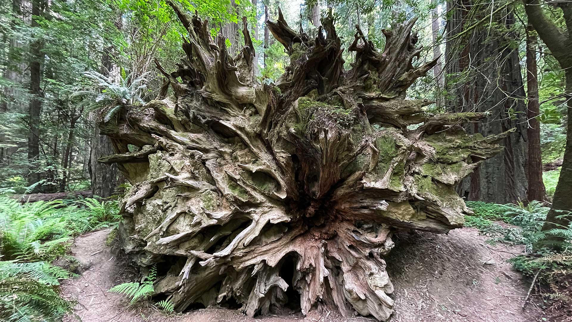 Roots of Fallen Giant Redwood