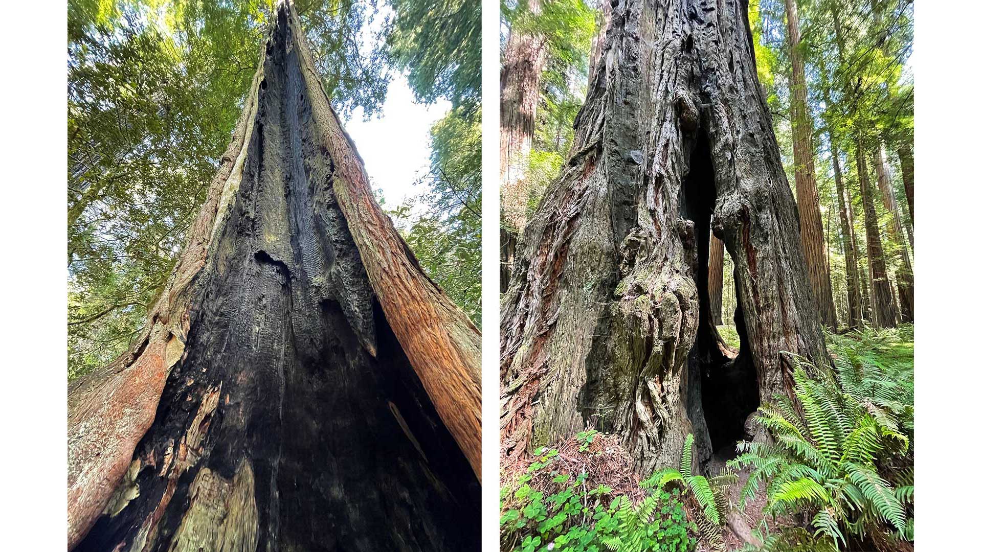 Burn scars on giant redwoods