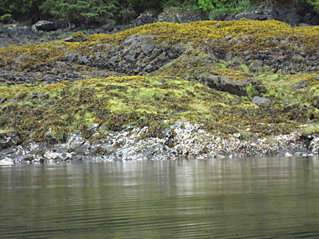 Layers of shoreline vegetation in Southeast Alaska