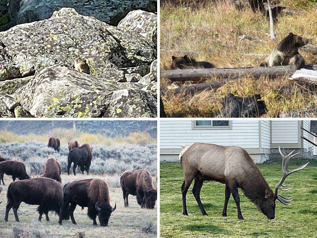 Wildlife in Yellowstone and Grand Teton: pika, grizzly bears, bison and elk
