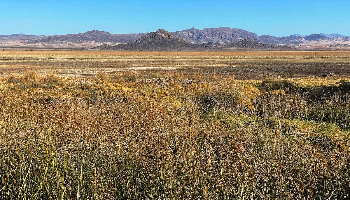 View of wetlands at Zzyxx