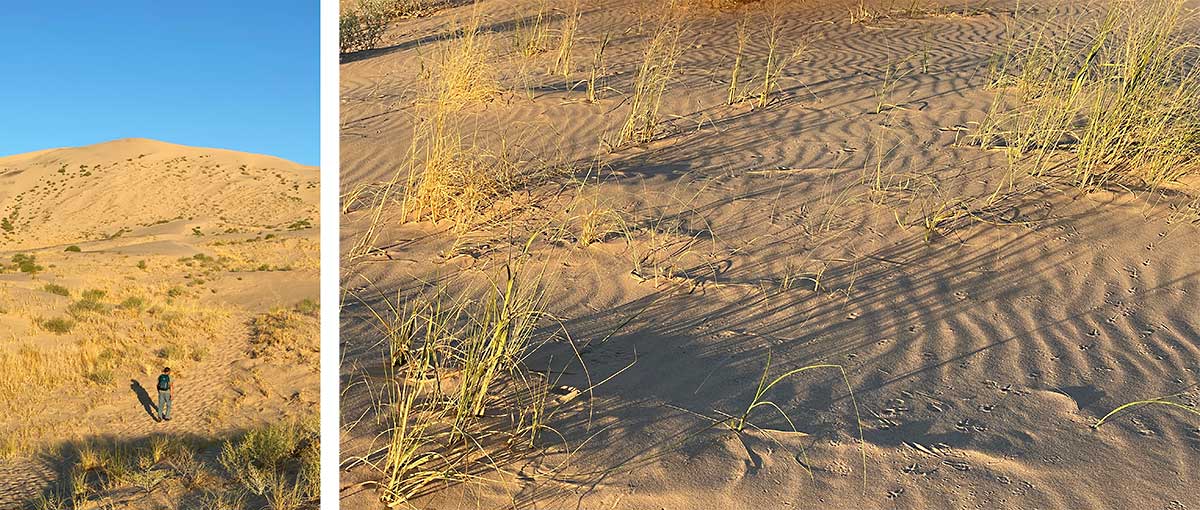 Early morning sunlight on Kelso Dunes