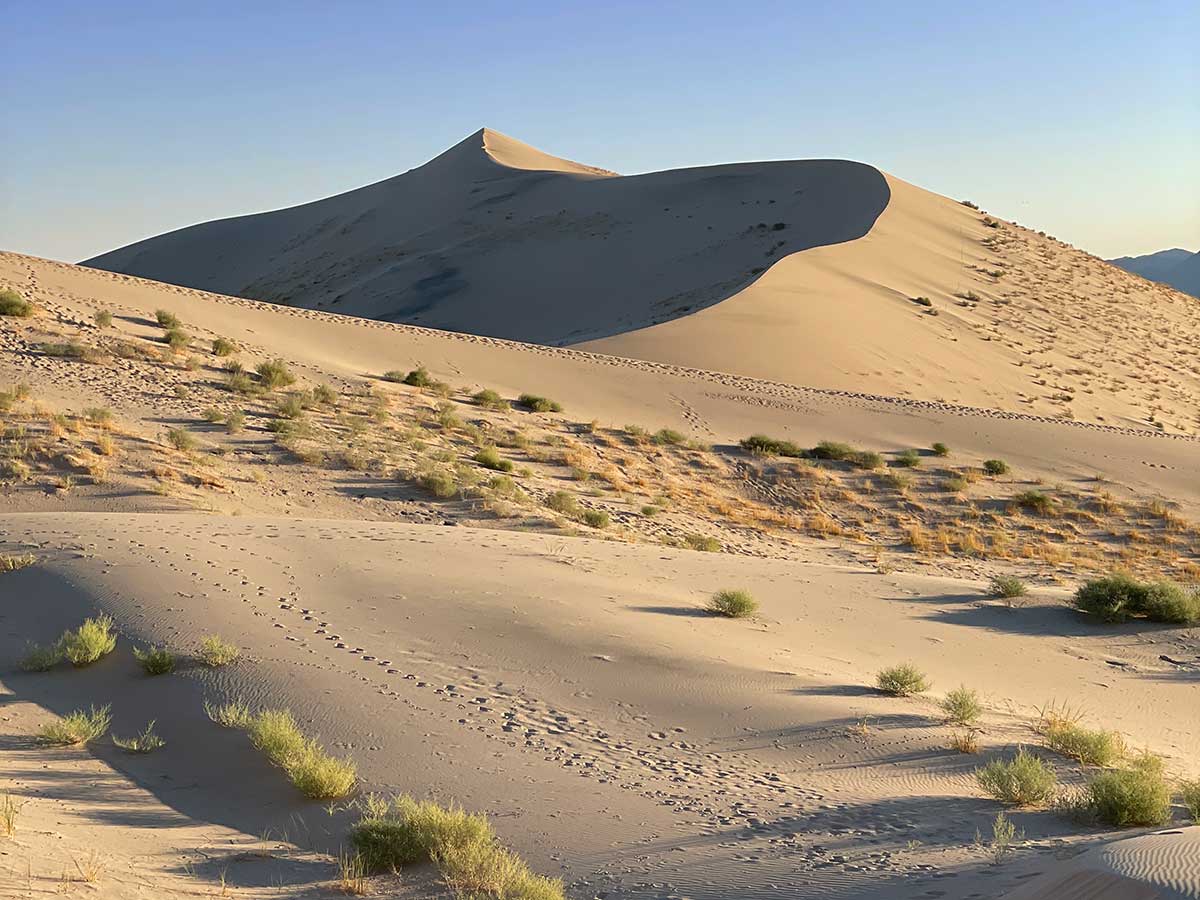 Elegant curves in Kelso Dunes