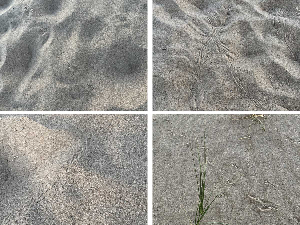 Animal tracks in Kelso Dunes