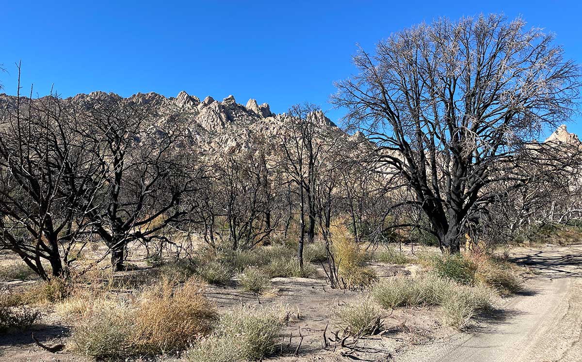 Burned oak forest in Caruthers Canyon