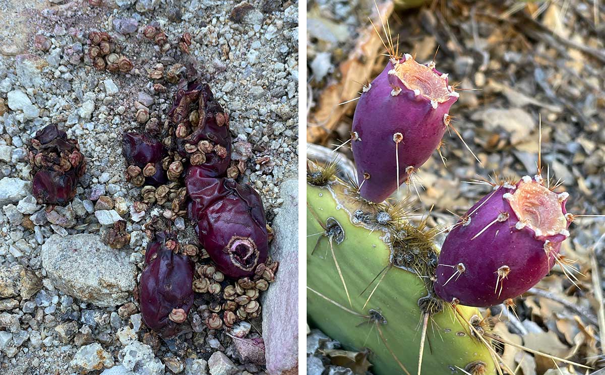 Scat found in Caruthers Canyon with prickly pear cactus