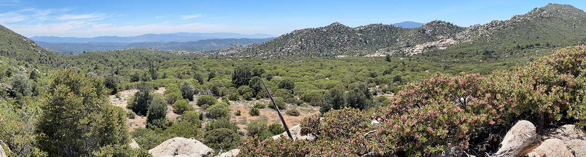 Panorama photo of verdant desert