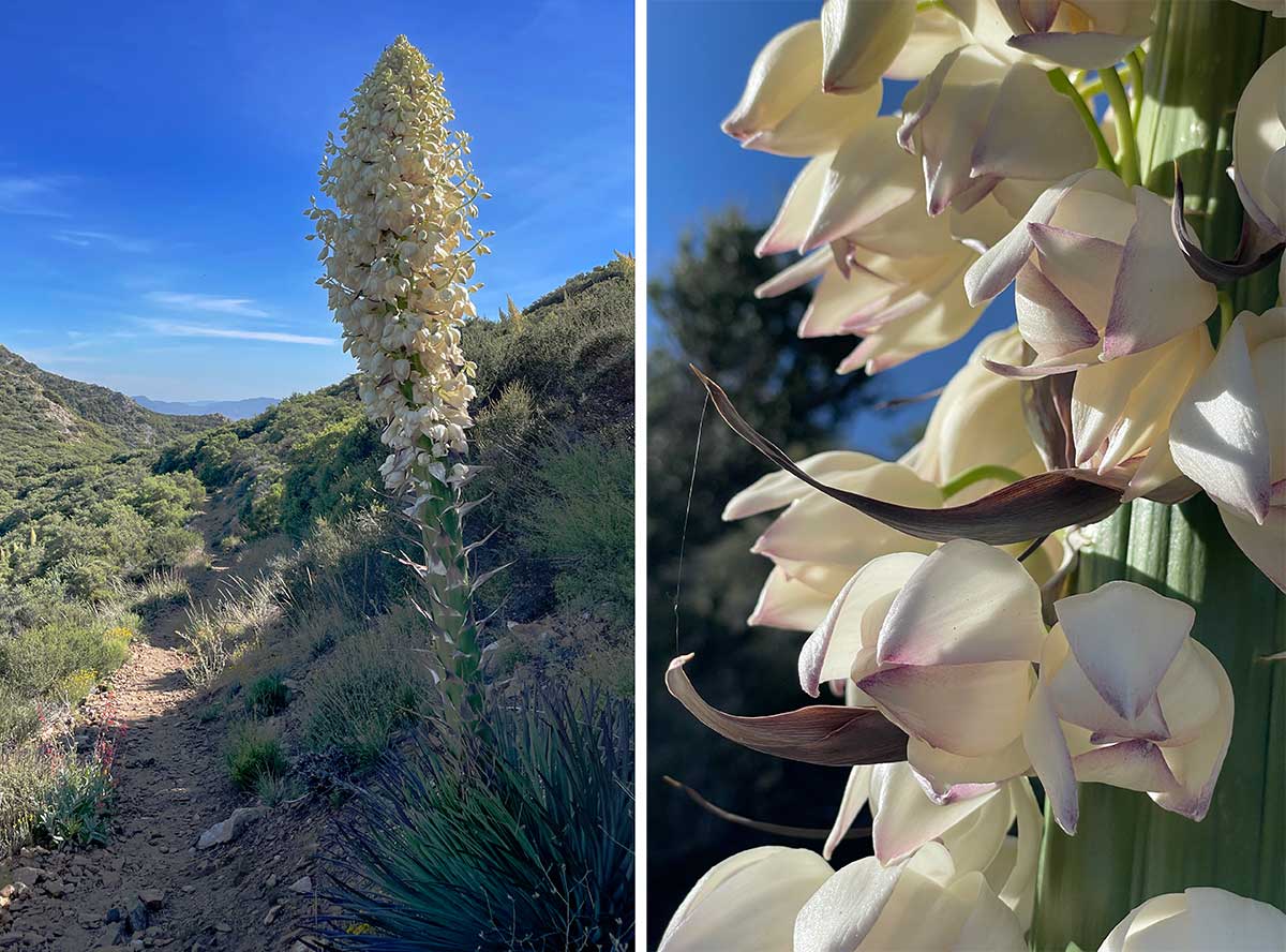 Yucca with bloom and closeup of bloom