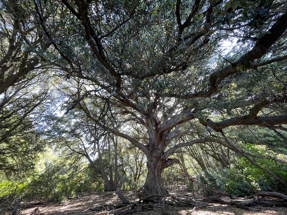 Magnificent oak tree at Live Oak Spring