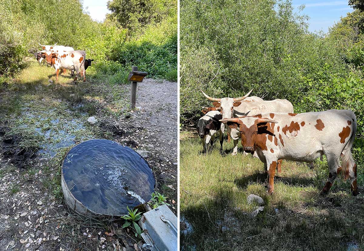 Cows at Live Oak Spring