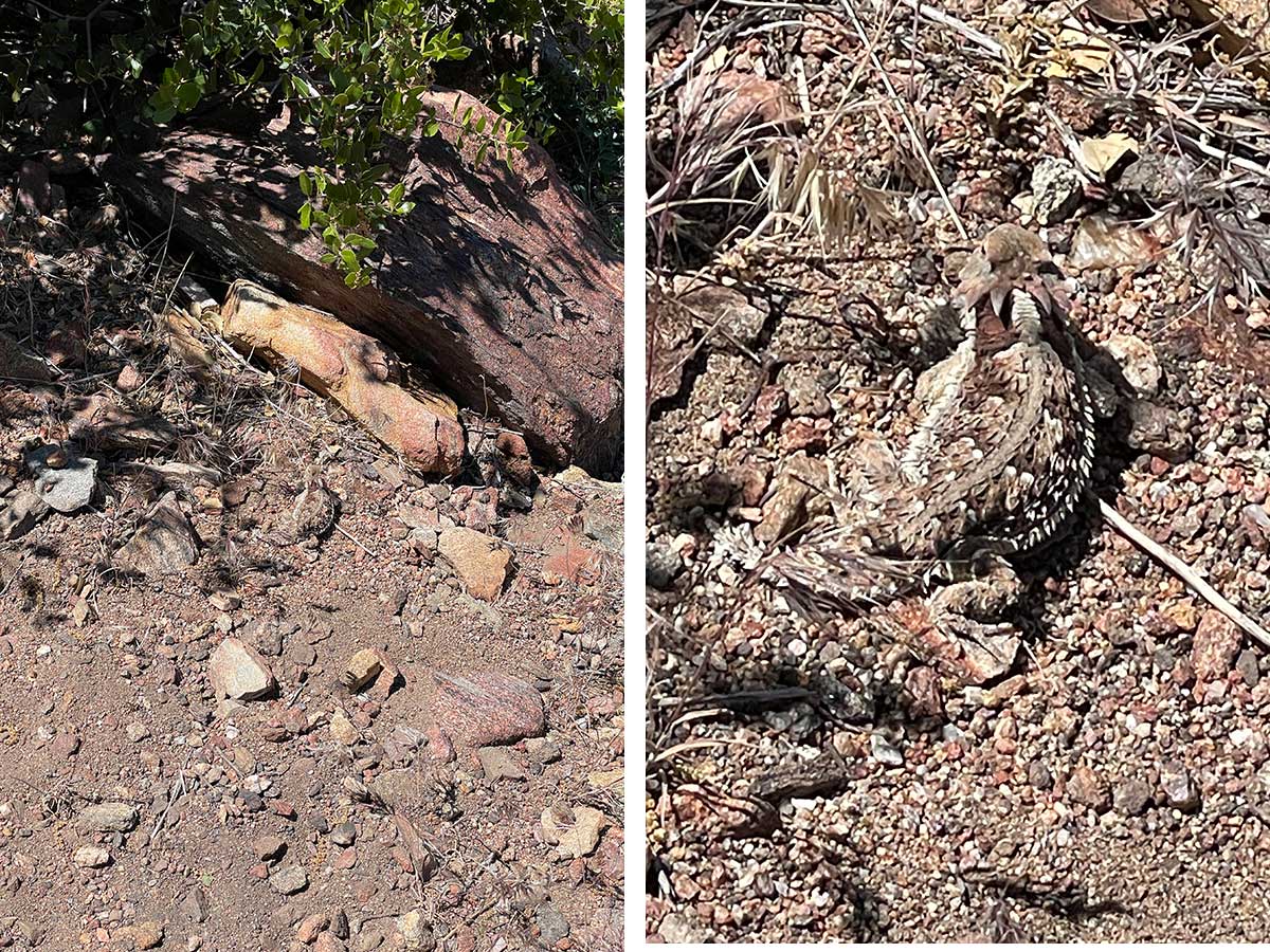 Horned Lizard