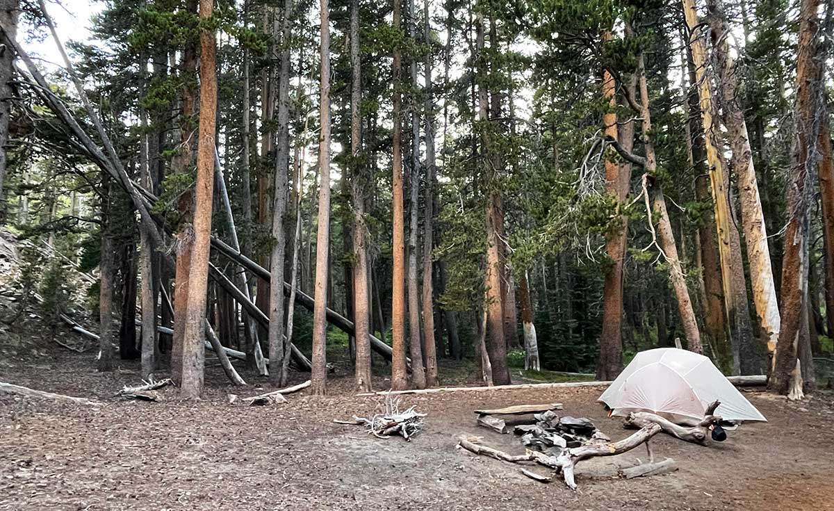 Our campsite by Rush Creek with pick up sticks trees