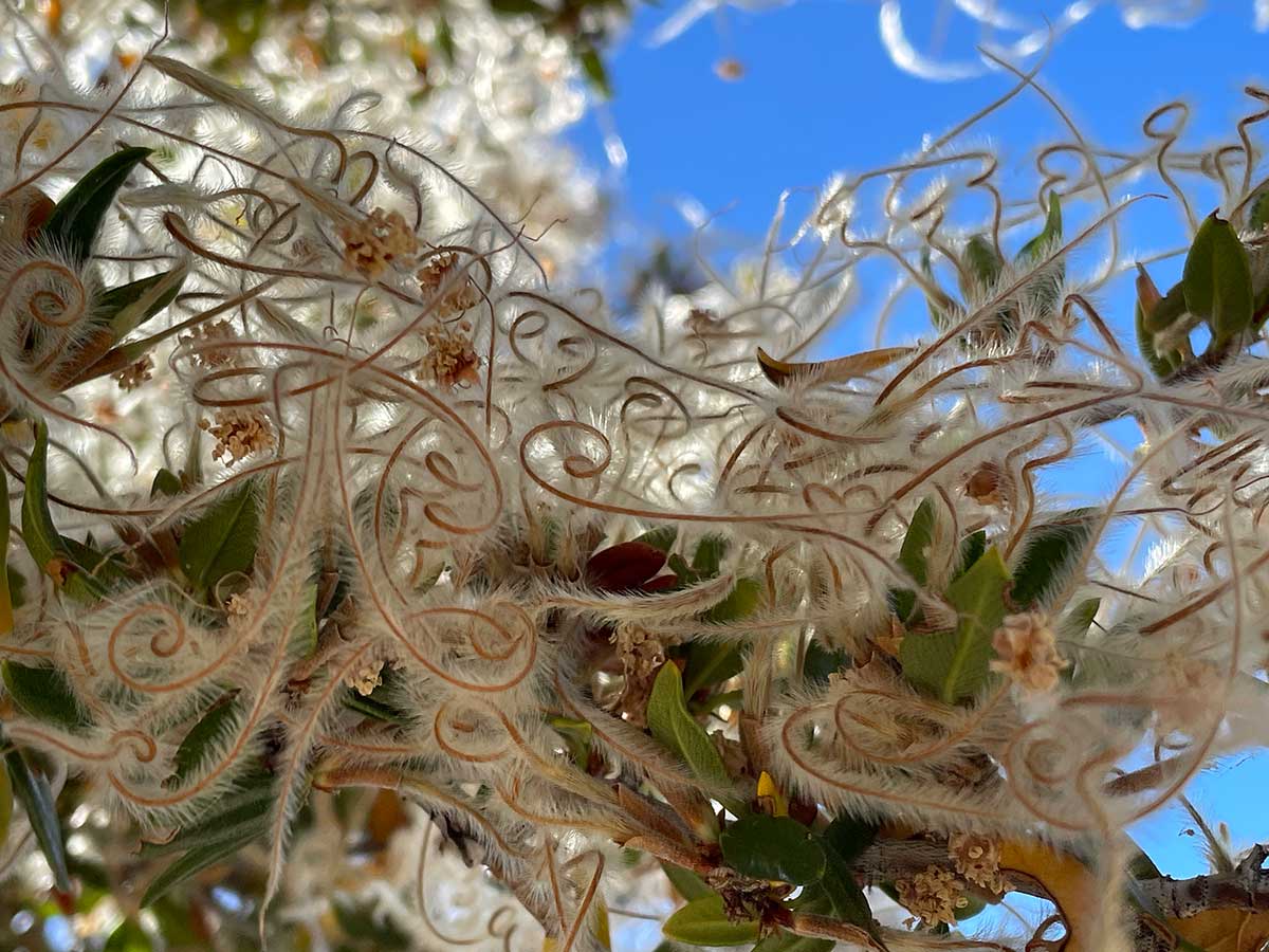 Beautiful tendrils