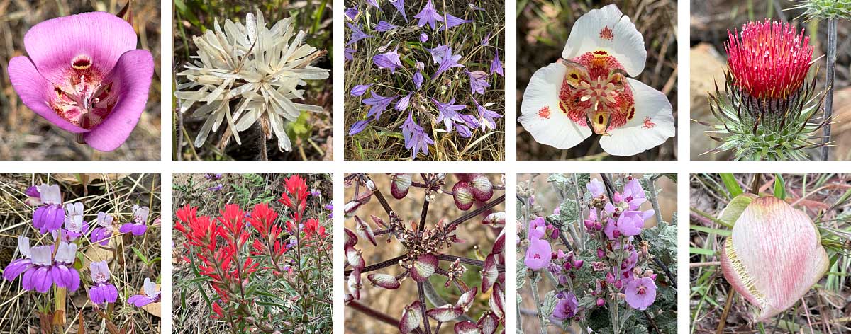 Wildflowers of Heny Coe