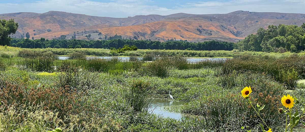 Prado Wetlands, Santa Ana River Watershed